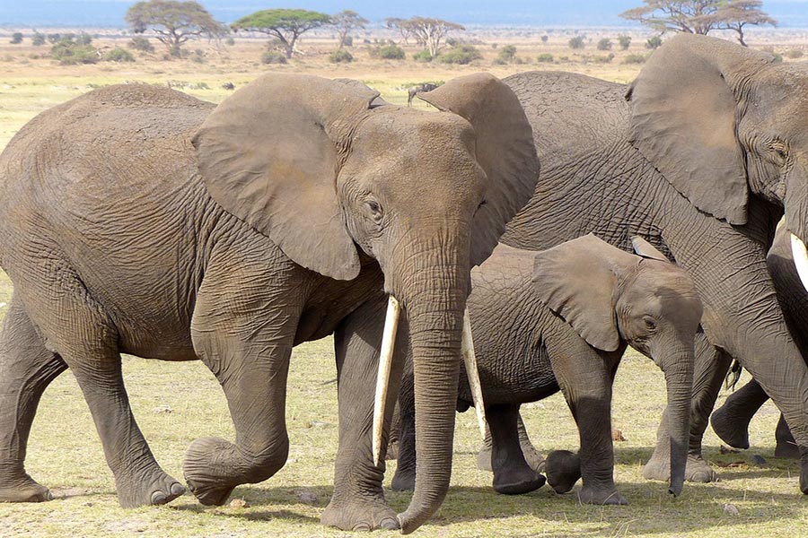 Disfruta de un safari inolvidable en Kenia