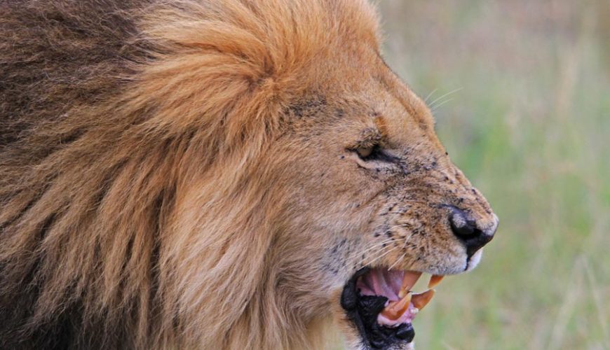 Increíbel Kenia en Privado y Zanzíbar Ampliada con Tambo. Viaje de novios Francisco y Marina