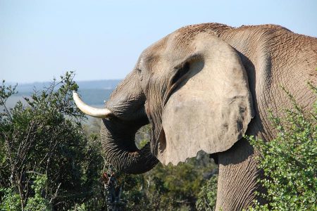 Gran escapada a Sudáfrica