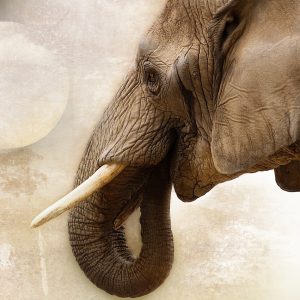 Botsuana el mayor santuario de elefantes
