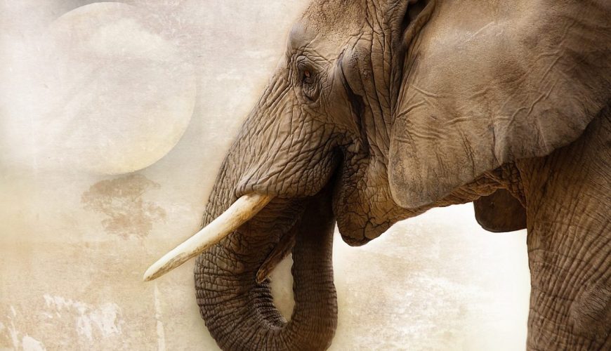 Botsuana el mayor santuario de elefantes