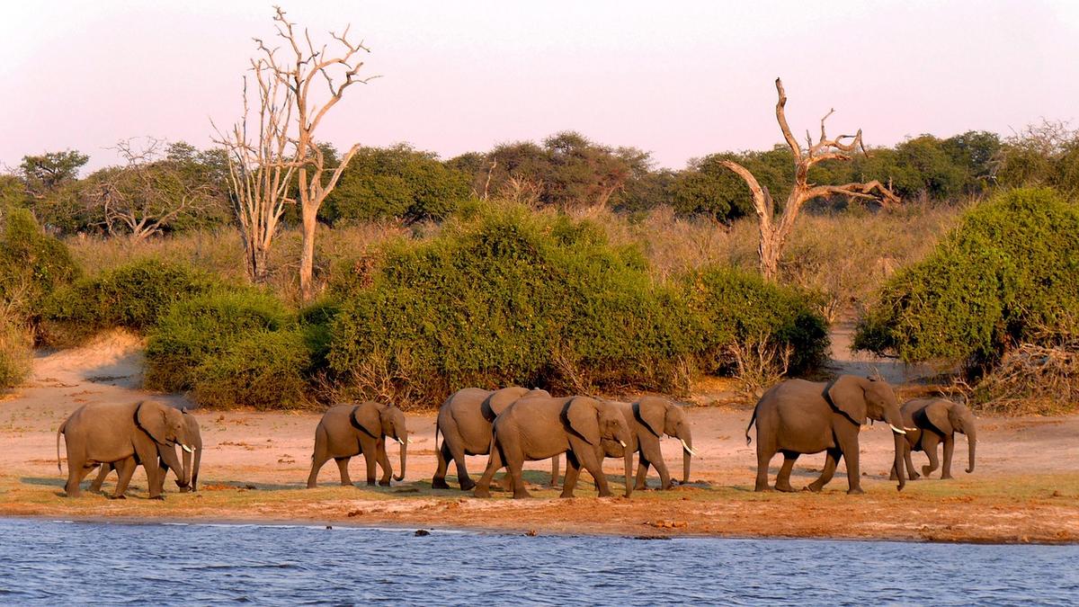 Elefantes junto al río en el Parque Nacional de Chobe, Botsuana