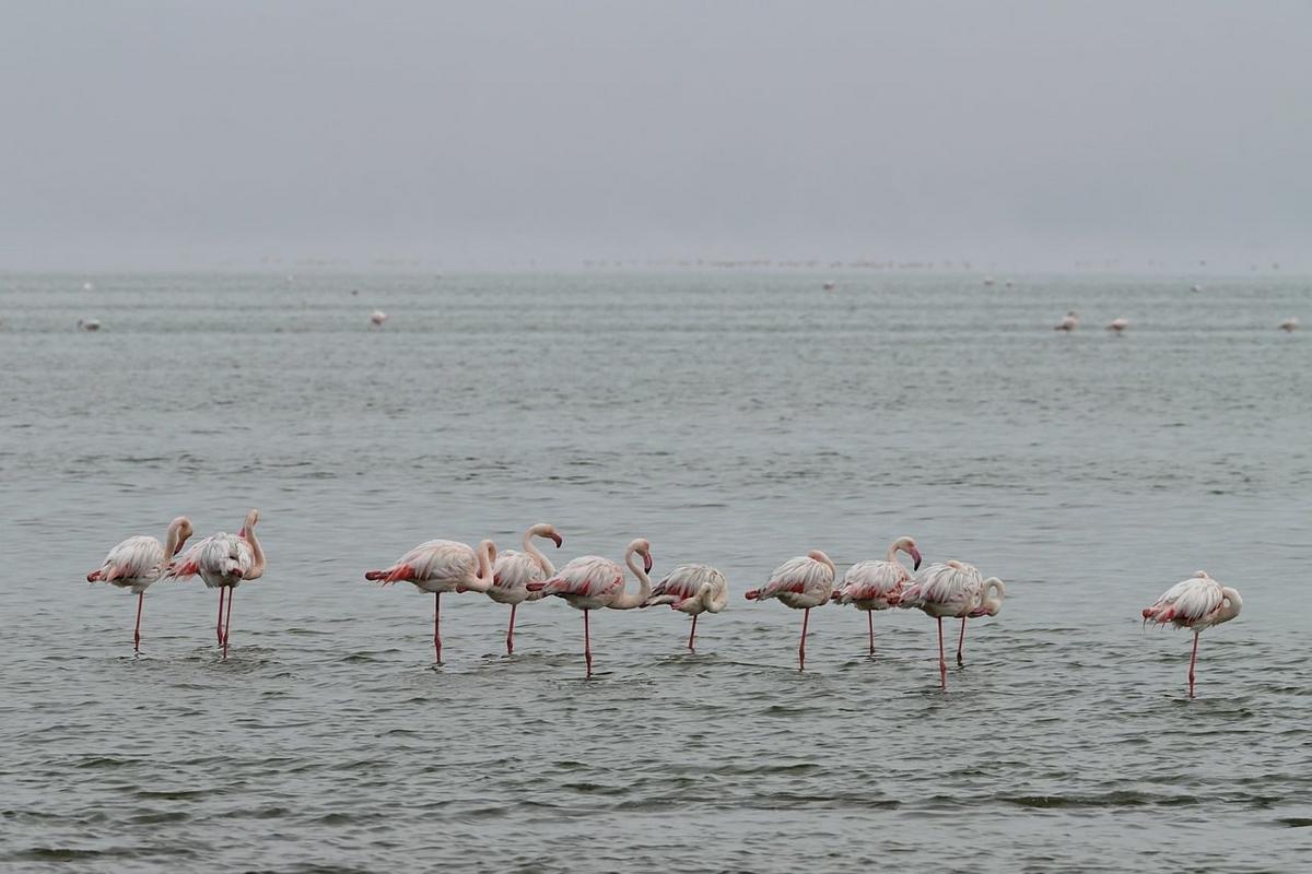 Flamencos en la bahía de Walvis Bay, cerca de Swakopmund, Namibia