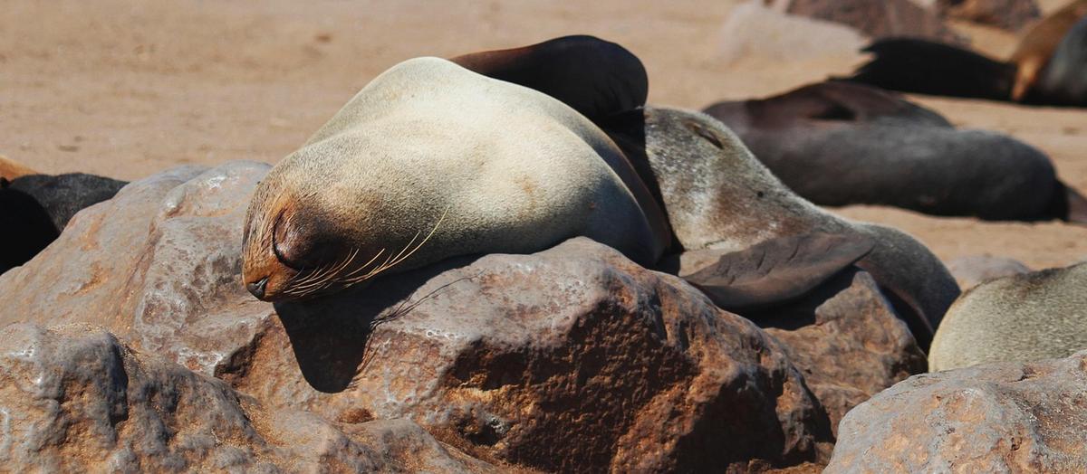 Colonia de focas en Cape Cross, en la Costa de los Esqueletos de Namibia