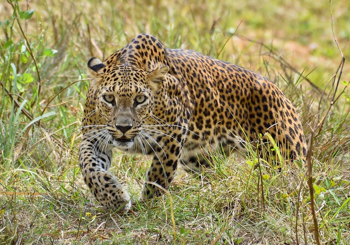 Parque Nacional de Yala, Sri Lanka