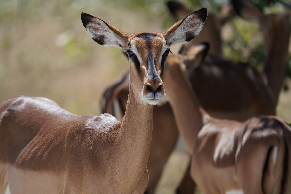 Fauna salvaje en un safari por el Parque Nacional de Etosha, Namibia
