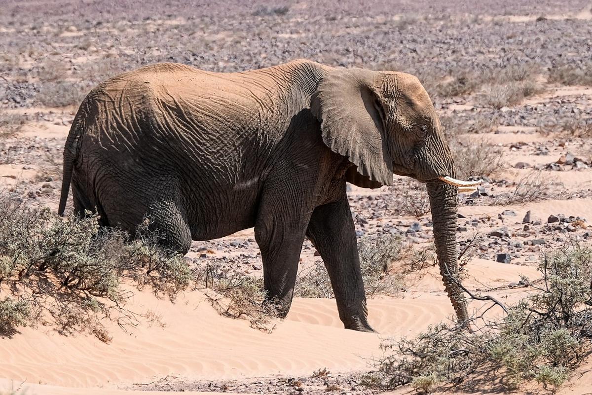 Elefantes del desierto en Damaraland durante un viaje a Namibia