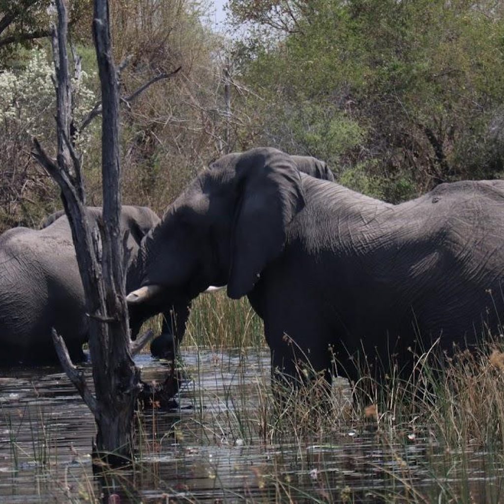 XAOO Safari Camp, alojamiento de safari en el Delta del Okavango, Botsuana